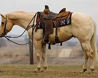 ranch-versatility-quarter-horse