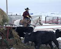 roping-quarter-horse