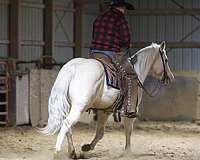 trail-riding-quarter-horse