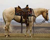 palomino-quarter-horse-gelding