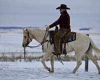 western-riding-quarter-horse