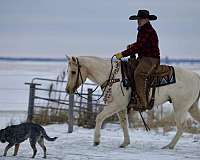 working-cattle-quarter-horse