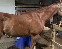 quarter-horse-gelding