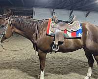 quarter-horse-for-sale