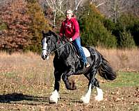 husband-safe-shire-horse