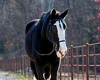 jumping-shire-horse