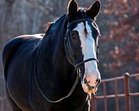 parade-shire-horse