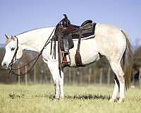 breeding-quarter-horse