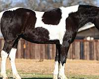 piebald-spotted-saddle-for-sale