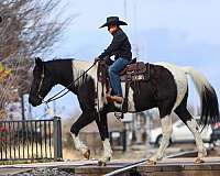 piebald-spotted-saddle-horse