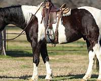 all-around-spotted-saddle-horse