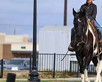 piebald-spotted-saddle