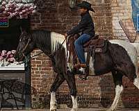 athletic-spotted-saddle-horse