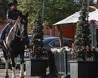 gaited-spotted-saddle-horse