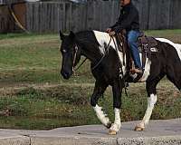 kid-safe-spotted-saddle-horse