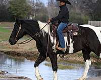 parade-spotted-saddle-horse