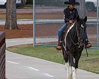 performance-spotted-saddle-horse