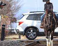 show-spotted-saddle-horse