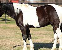 trail-riding-spotted-saddle-horse