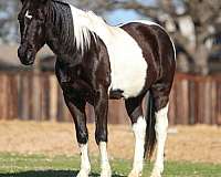 youth-spotted-saddle-horse