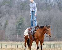 athletic-appaloosa-horse