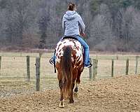 husband-safe-appaloosa-horse