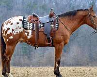 performance-appaloosa-horse