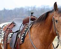 ranch-work-appaloosa-horse