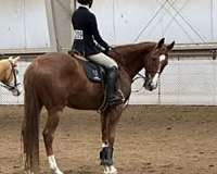 ihsa-thoroughbred-horse