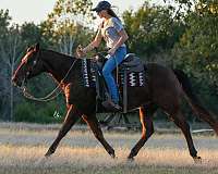 ranch-versatility-quarter-pony