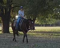 roping-quarter-pony