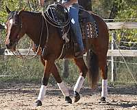 trail-riding-quarter-pony