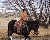 working-cattle-mule