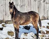 buckskin-arabian-half-arabian-weanling