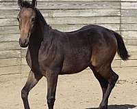 buckskin-hahr-weanling