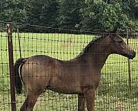 hahr-arabian-half-arabian-weanling