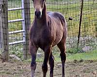 hahr-weanling