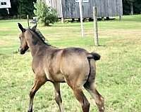 hahr-arabian-half-arabian-horse