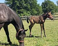 arabian-half-arabian-weanling