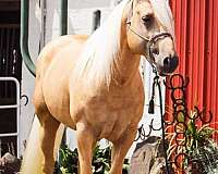 half-arabian-horse-for-sale