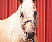 half-arabian-horse