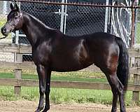 buckskin-hahr-weanling