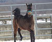 hahr-weanling