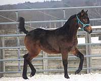 hahr-arabian-half-arabian-weanling