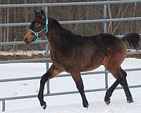 hahr-arabian-half-arabian-horse