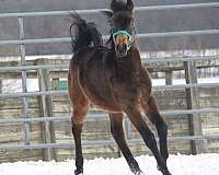 arabian-half-arabian-weanling