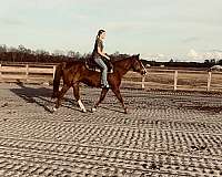 ridden-english-quarter-horse