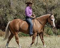 athletic-quarter-horse