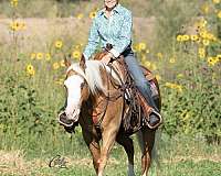 husband-safe-quarter-horse