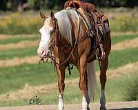 ranch-versatility-quarter-horse